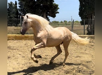 PRE Blandning, Hingst, 3 år, 165 cm, Palomino