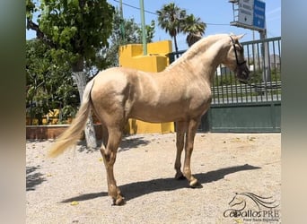 PRE Blandning, Hingst, 3 år, 165 cm, Palomino