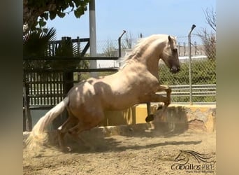 PRE Blandning, Hingst, 3 år, 165 cm, Palomino