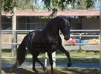 PRE Blandning, Hengst, 3 Jahre, 165 cm, Rappe