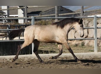 PRE, Hingst, 3 år, 166 cm, Gulbrun