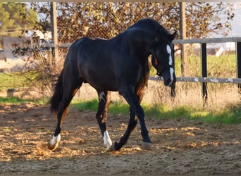 PRE Blandning, Hingst, 3 år, 166 cm, Svart