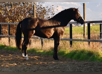 PRE Blandning, Hingst, 3 år, 166 cm, Svart