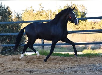 PRE Blandning, Hingst, 3 år, 166 cm, Svart