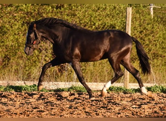 PRE Blandning, Hingst, 3 år, 166 cm, Svart