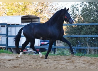 PRE Blandning, Hingst, 3 år, 166 cm, Svart