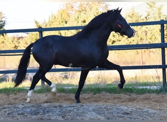 PRE Blandning, Hingst, 3 år, 166 cm, Svart