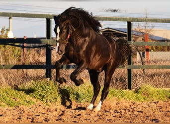 PRE Blandning, Hingst, 3 år, 166 cm, Svart