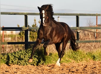 PRE Blandning, Hingst, 3 år, 166 cm, Svart