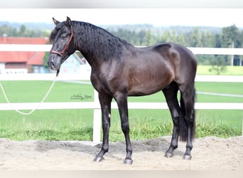 PRE, Hingst, 3 år, 166 cm, Svart