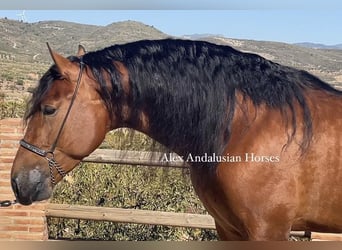 PRE Blandning, Hingst, 3 år, 167 cm, Brun