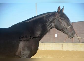 PRE, Hingst, 3 år, 167 cm, Rökfärgad svart