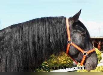 PRE Blandning, Hingst, 3 år, 167 cm, Svart