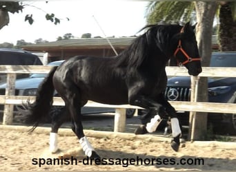 PRE Blandning, Hingst, 3 år, 167 cm, Svart