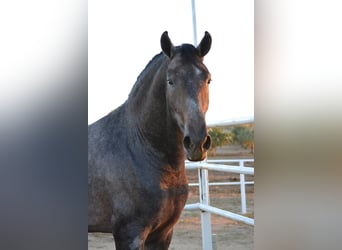 PRE, Hingst, 3 år, 168 cm
