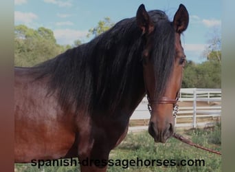 PRE Blandning, Hingst, 3 år, 168 cm, Mörkbrun