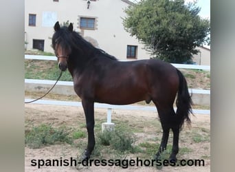 PRE Blandning, Hingst, 3 år, 168 cm, Mörkbrun