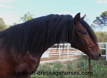 PRE Blandning, Hingst, 3 år, 168 cm, Mörkbrun