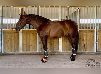 PRE Blandning, Hingst, 3 år, 170 cm, fux