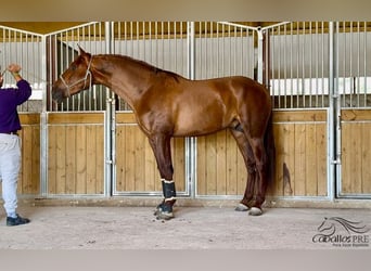 PRE Blandning, Hingst, 3 år, 170 cm, fux