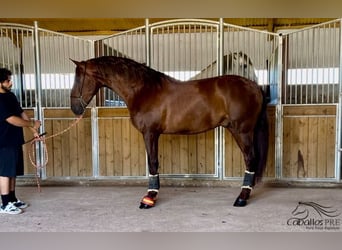 PRE Blandning, Hingst, 3 år, 170 cm, fux