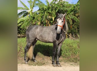 PRE Blandning, Hingst, 3 år, 170 cm, Grå