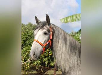 PRE Blandning, Hingst, 3 år, 170 cm, Grå