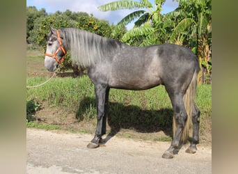 PRE Blandning, Hingst, 3 år, 170 cm, Grå