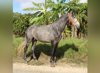 PRE Blandning, Hingst, 3 år, 170 cm, Grå