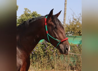 PRE, Hingst, 3 år, 170 cm, Mörkbrun