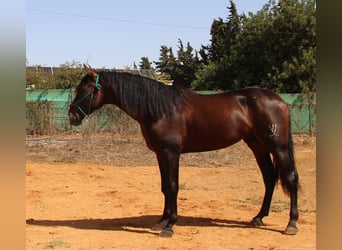 PRE, Hingst, 3 år, 170 cm, Mörkbrun