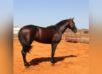 PRE, Hingst, 3 år, 170 cm, Mörkbrun