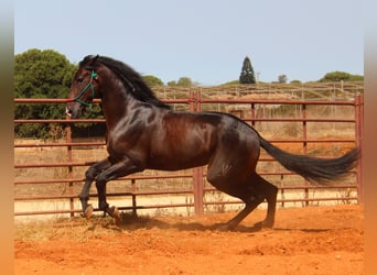 PRE, Hingst, 3 år, 170 cm, Mörkbrun