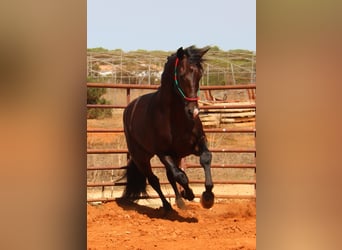 PRE, Hingst, 3 år, 170 cm, Mörkbrun