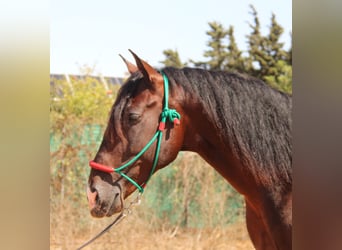 PRE, Hingst, 3 år, 170 cm, Mörkbrun