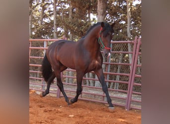 PRE, Hingst, 3 år, 170 cm, Mörkbrun