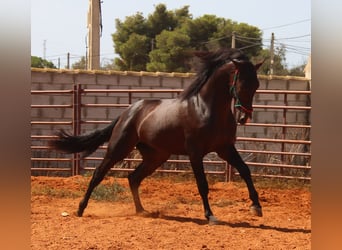 PRE, Hingst, 3 år, 170 cm, Mörkbrun