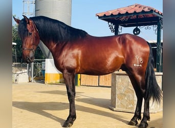 PRE Blandning, Hingst, 3 år, 170 cm, Mörkbrun