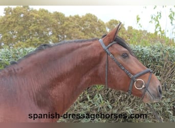 PRE Blandning, Hingst, 3 år, 171 cm, Brun