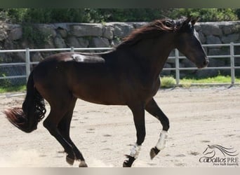 PRE, Hingst, 3 år, 172 cm, Svart