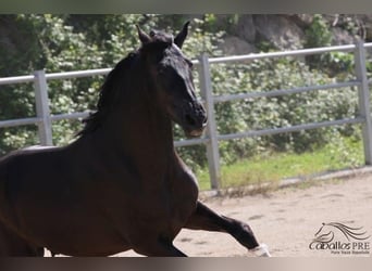 PRE, Hingst, 3 år, 172 cm, Svart