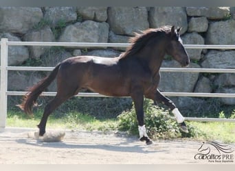 PRE, Hingst, 3 år, 172 cm, Svart