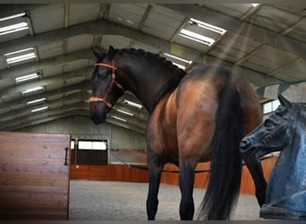 PRE Blandning, Hingst, 3 år, Mörkbrun