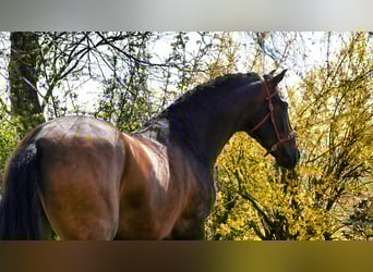 PRE Blandning, Hingst, 3 år, Mörkbrun
