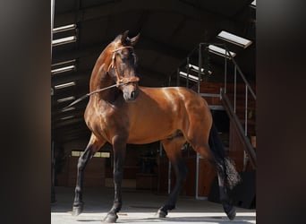 PRE Blandning, Hingst, 3 år, Mörkbrun