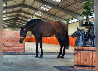 PRE Blandning, Hingst, 3 år, Mörkbrun