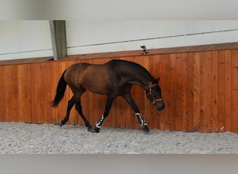PRE Blandning, Hingst, 3 år, Mörkbrun