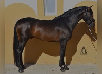 PRE Blandning, Hingst, 4 år, 156 cm, Mörkbrun