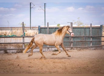 PRE Blandning, Hingst, 4 år, 158 cm, Perlino