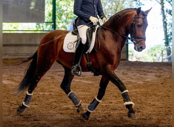 PRE Blandning, Hingst, 4 år, 160 cm, Brun